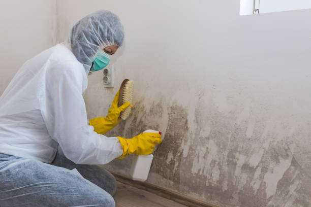 Best Commercial Mold Removal  in USA